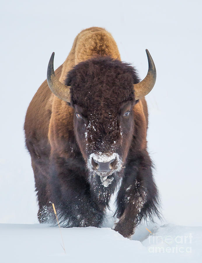 Winter Bison Photograph by Brad Schwarm