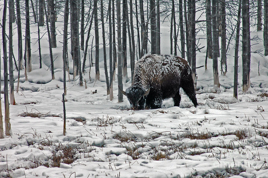 Winter Bison - Yellowstone Photograph by Cindy Murphy - NightVisions 