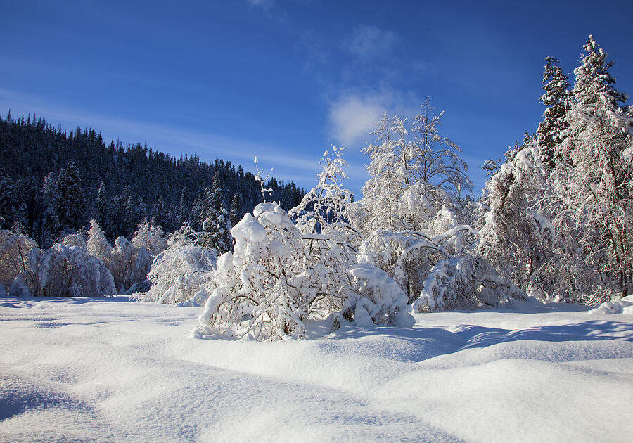 Winter Blanket Photograph by Michael Dawson