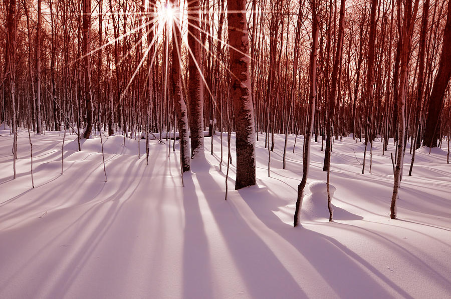 Sunset Photograph - Winter Bling by Edwin Verin