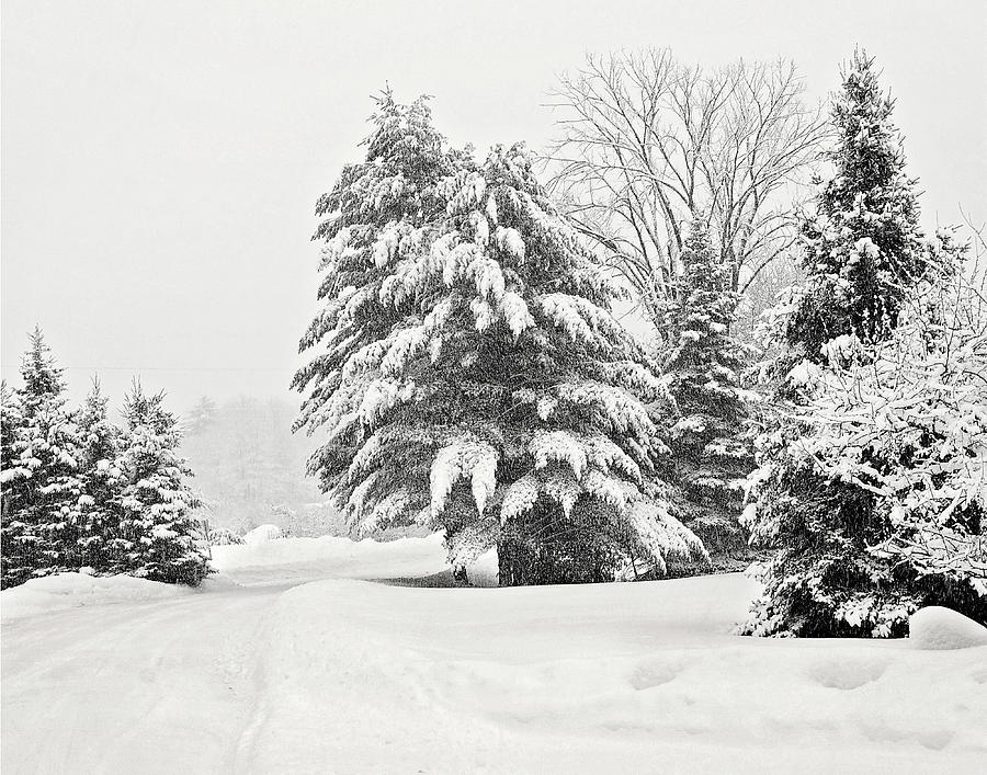 Winter Bliss Black and White Photo Photograph by Gwen Gibson