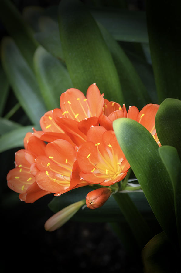 Winter Bloom Clivia Photograph by Julie Palencia