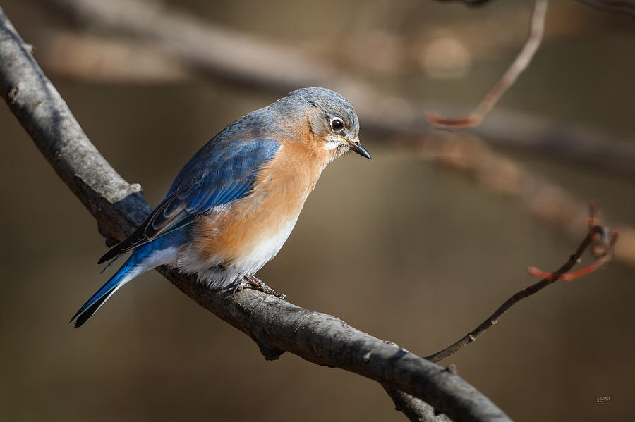 Winter Blue Bird Photograph by Steven Llorca