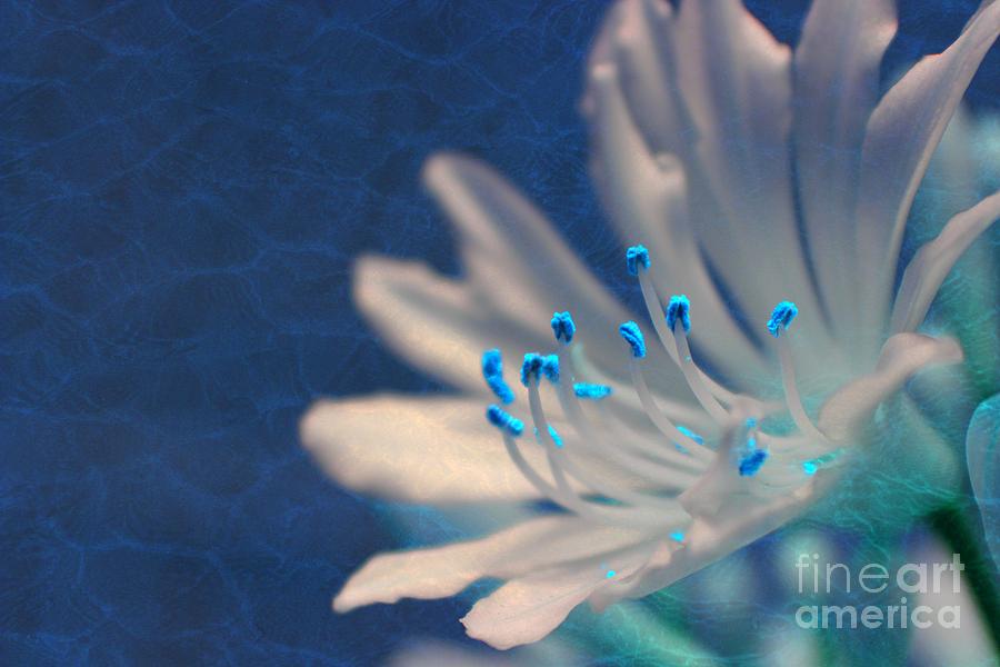 Flower Photograph - Winter Blue by Clare Bevan