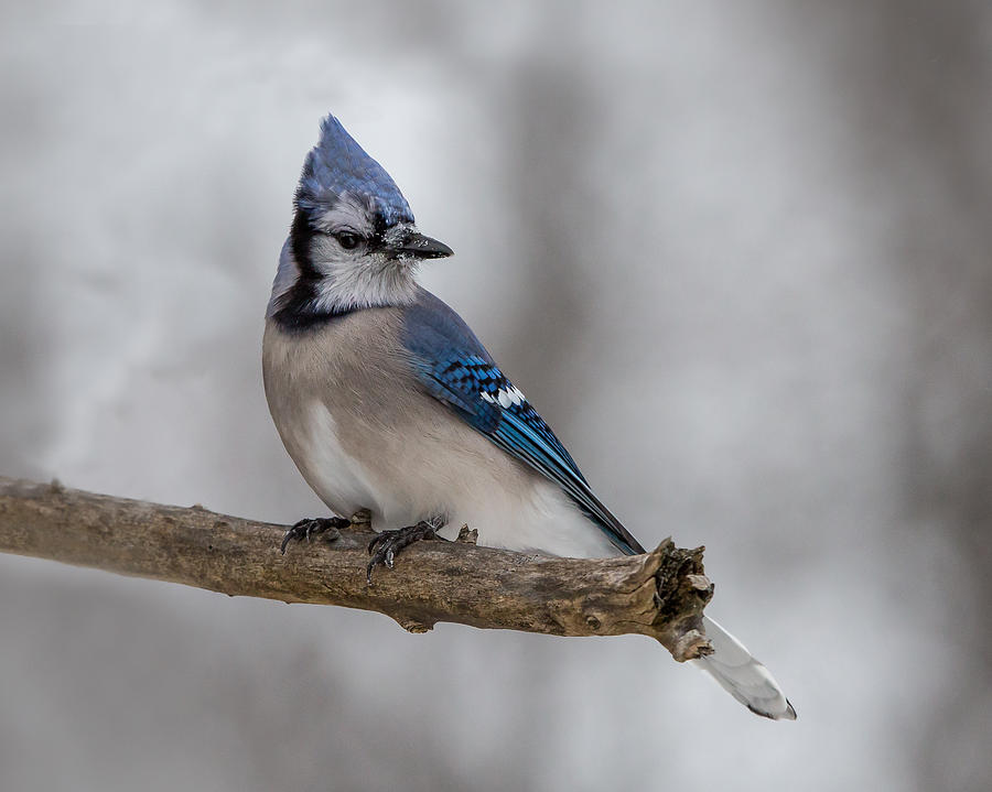 Winter Blue Jay Photograph by Bill McDonald | Fine Art America