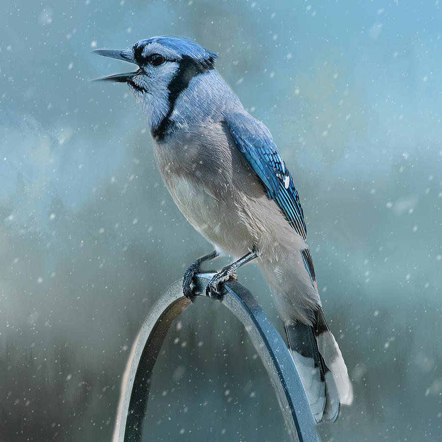 Winter Blue Jay Square Photograph by Cathy Kovarik