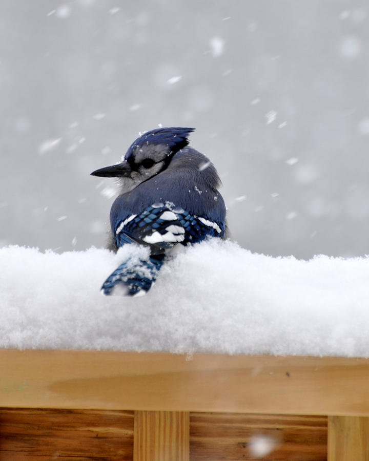 Winter Blue Jay Photograph by Diane E Berry