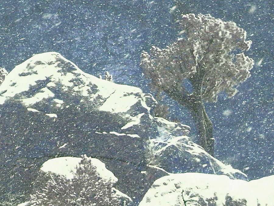 Winter Blue Tree Photograph by Lanita Williams