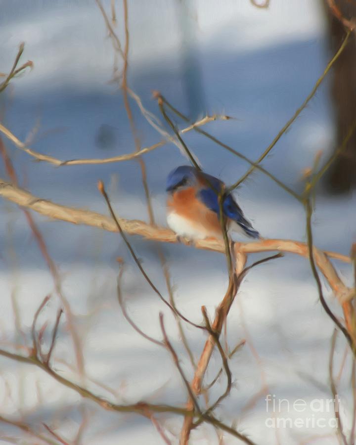Winter Bluebird Nature Art Painting by Smilin Eyes Treasures