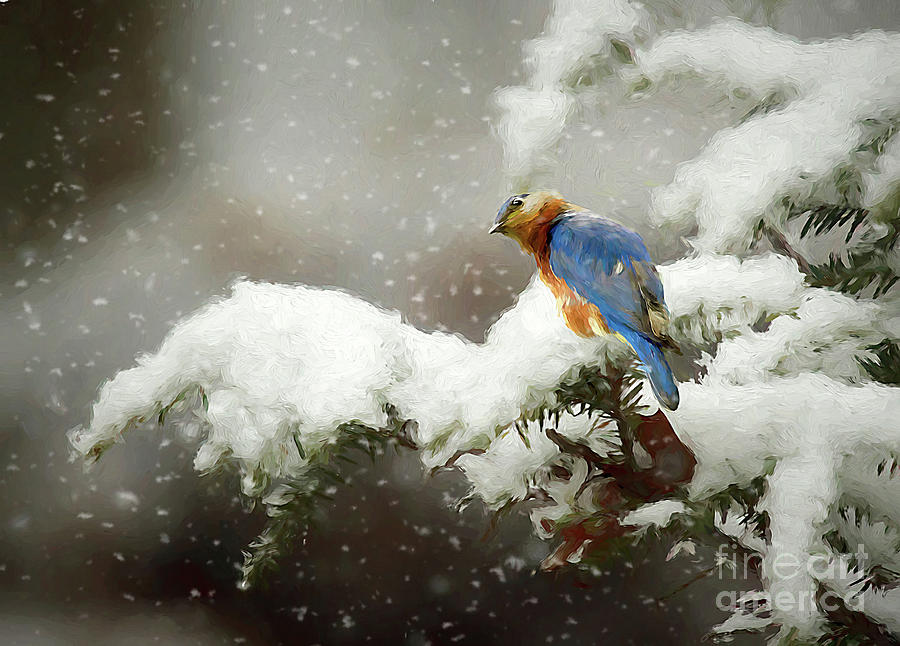 Winter Bluebird Photograph by Darren Fisher