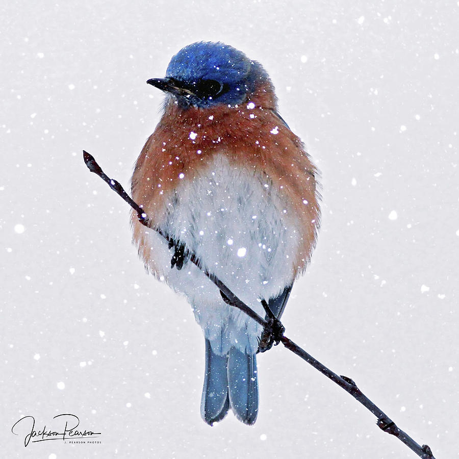 Winter Bluebird Photograph by Jackson Pearson