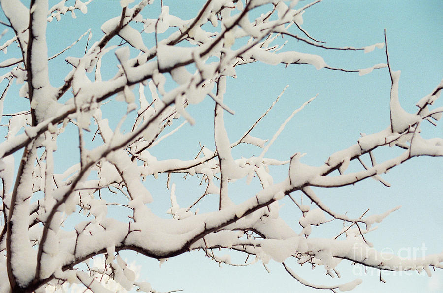 Winter Blues Photograph by Ana V Ramirez