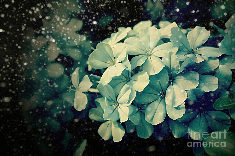 Flower Photograph - Winter Blues by Clare Bevan