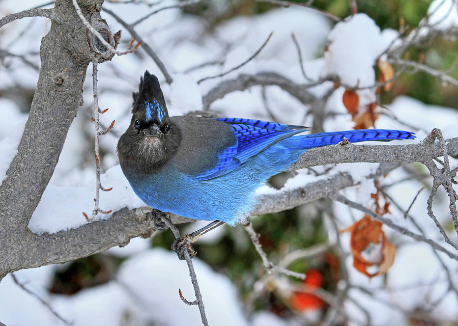Winter Blues Photograph by Donna Kennedy