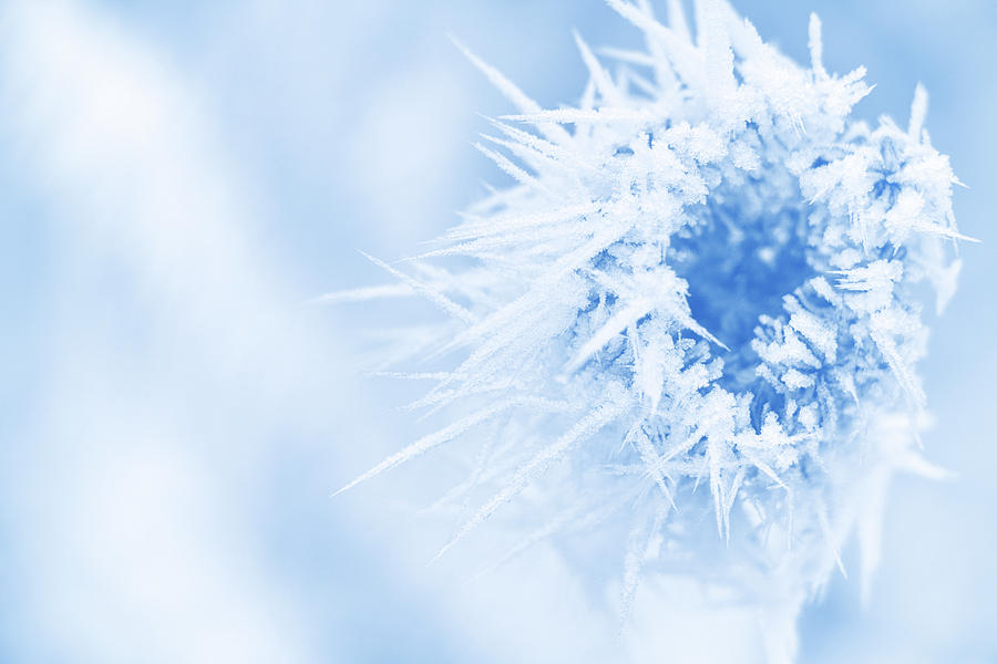 Winter Photograph - Winter Blues by Iryna Goodall