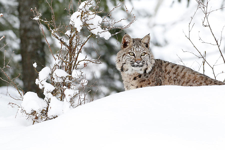 Winter Bobcat Photograph by Steve McKinzie