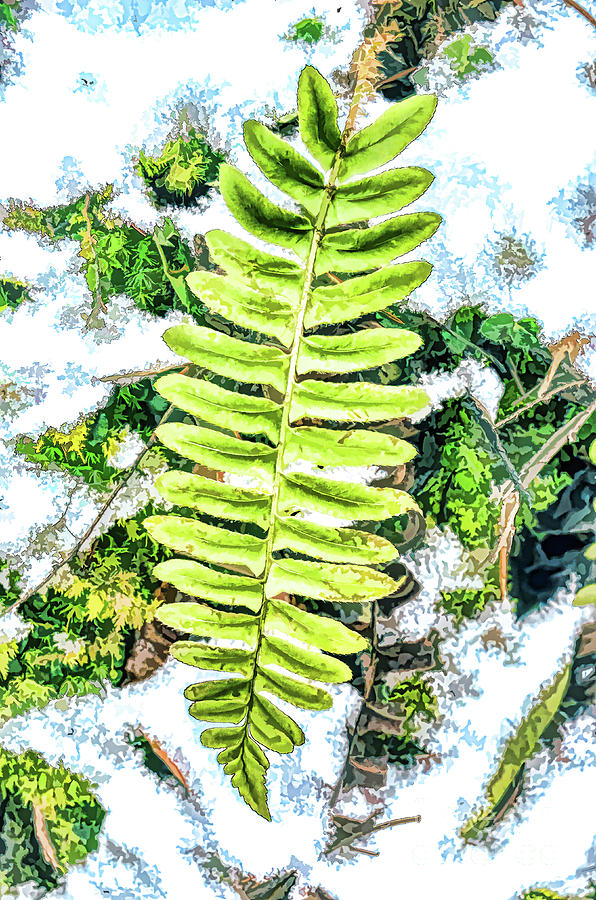Winter Botanical - Fern In The Snow  Photograph by Kerri Farley