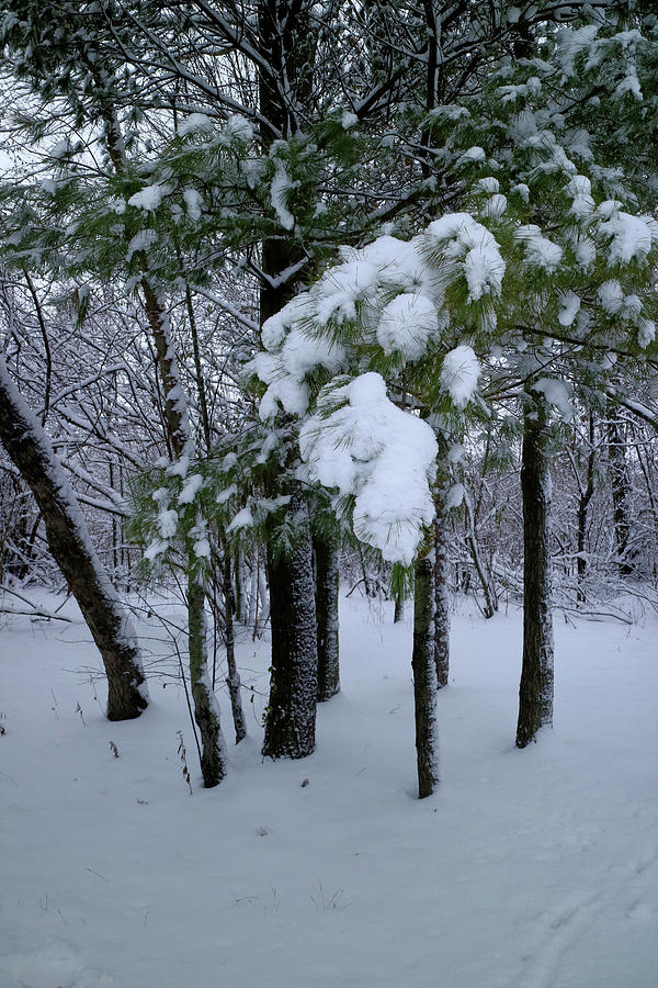 Winter Boughs Photograph by Scott Kingery