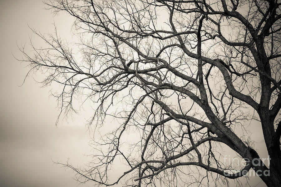 Winter Branches Photograph by Ana V Ramirez