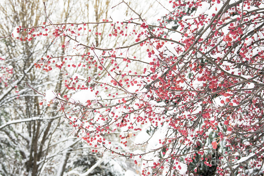 Winter Branches And Berries Photograph By Amy Sorvillo - Fine Art America