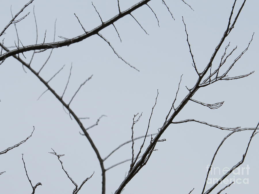 Winter Branches Photograph by Craig Walters