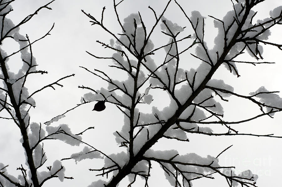 Winter Branches Photograph by John  Mitchell