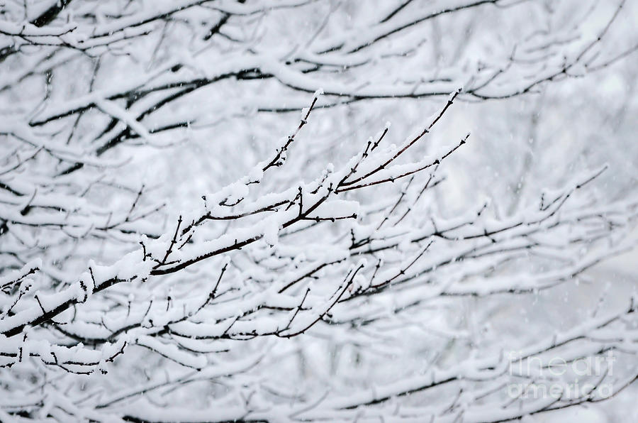 Winter Branches Photograph by Kerri Farley