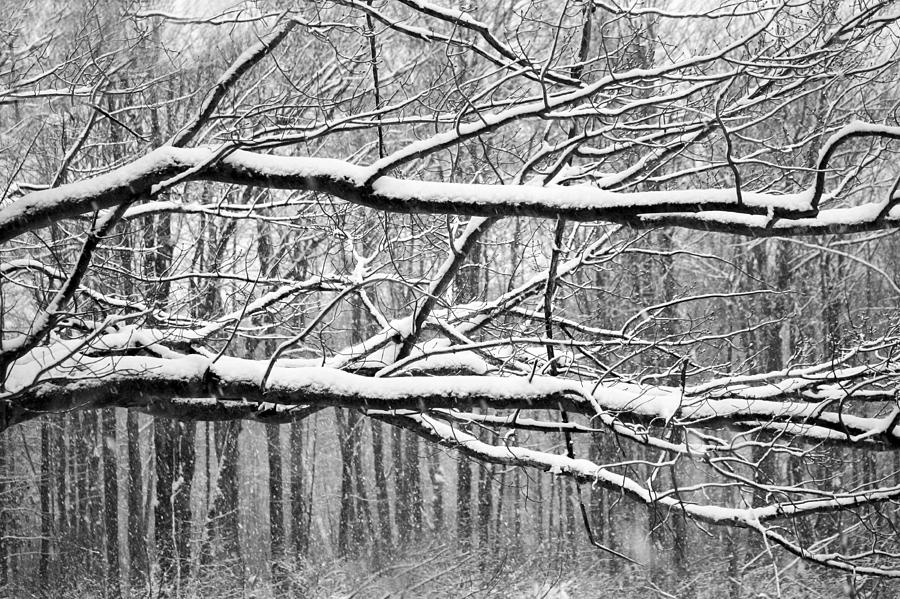 Winter Branches Mixed Media by Marina Kojukhova