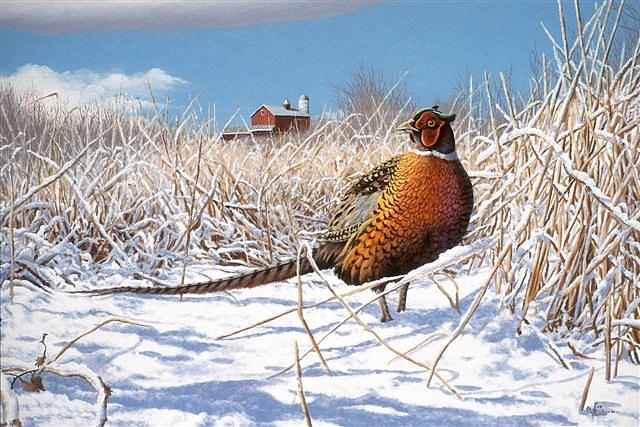 Pheasant Painting - Winter Brilliance by Ken Hunter