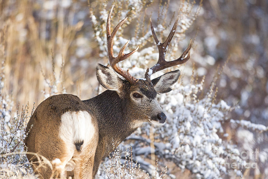 Winter Buck Photograph by Douglas Kikendall