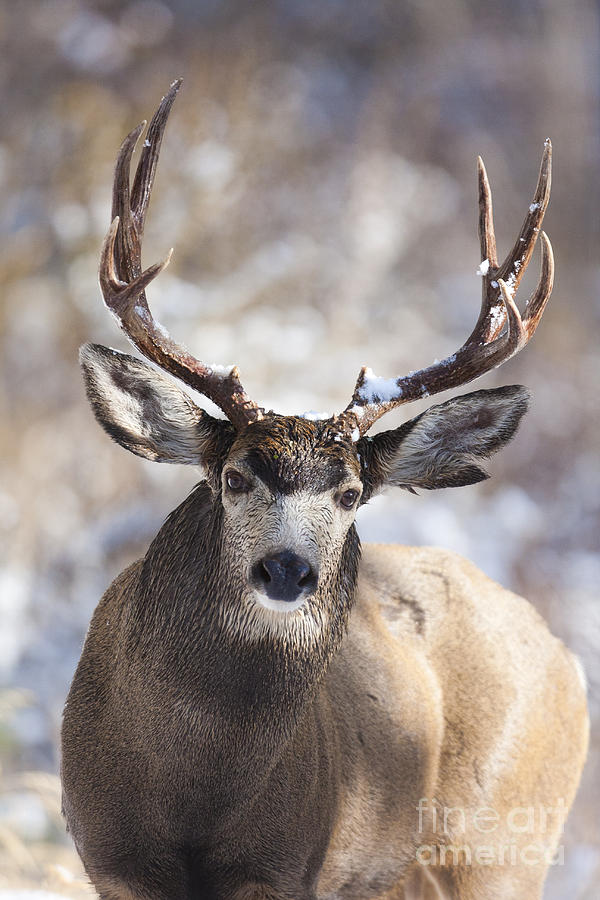 Winter Buck II Photograph by Douglas Kikendall