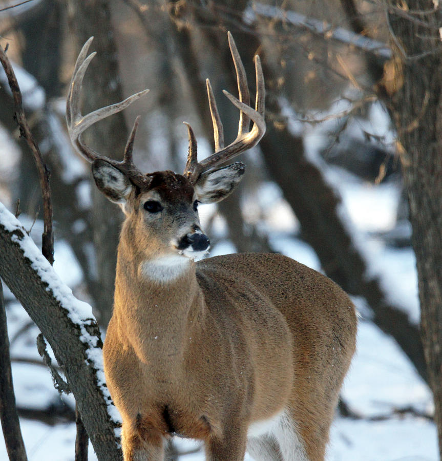 Winter Buck Digital Art by Mary Dreher - Fine Art America