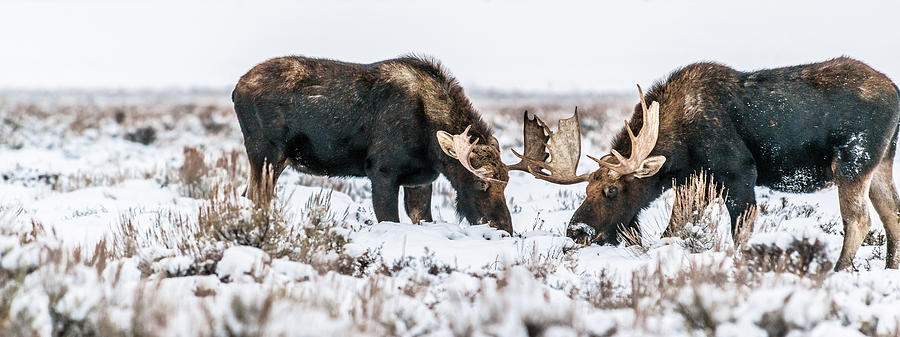 Winter Buddies Photograph by Yeates Photography