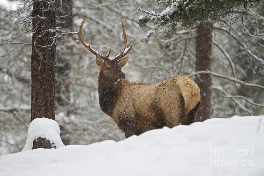 Winter Bull Photograph by Douglas Kikendall