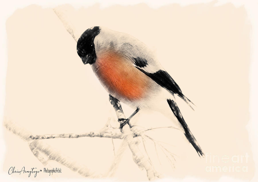 Winter Bullfinch Painting by Chris Armytage