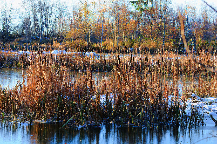 Winter Bullrushes At Reifel Photograph by Lawrence Christopher