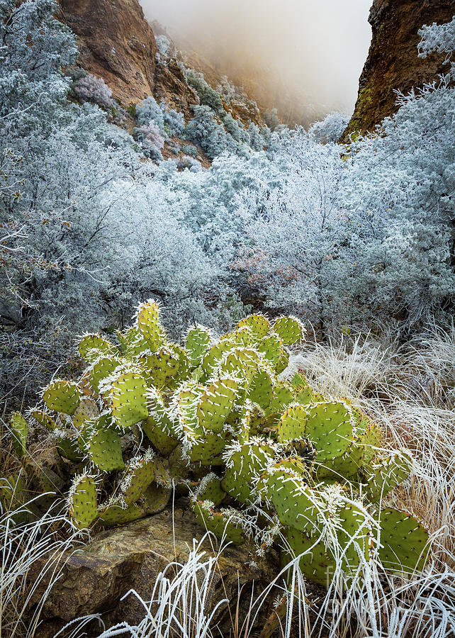 Winter Cacti Photograph by Inge Johnsson