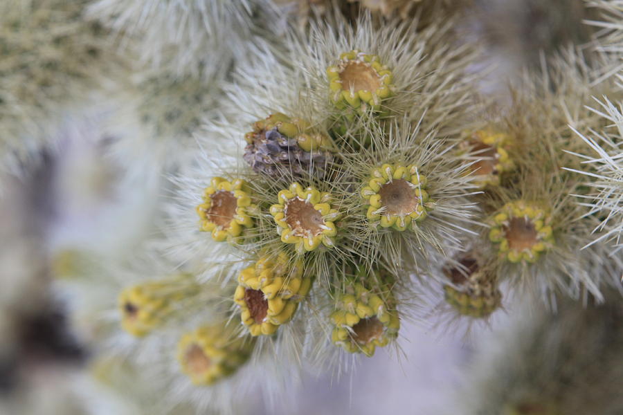 Winter Cactus Garden Photograph by Karen Ruhl