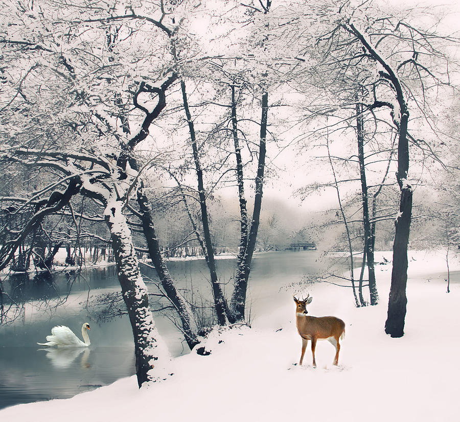 Winter Calls Photograph by Jessica Jenney