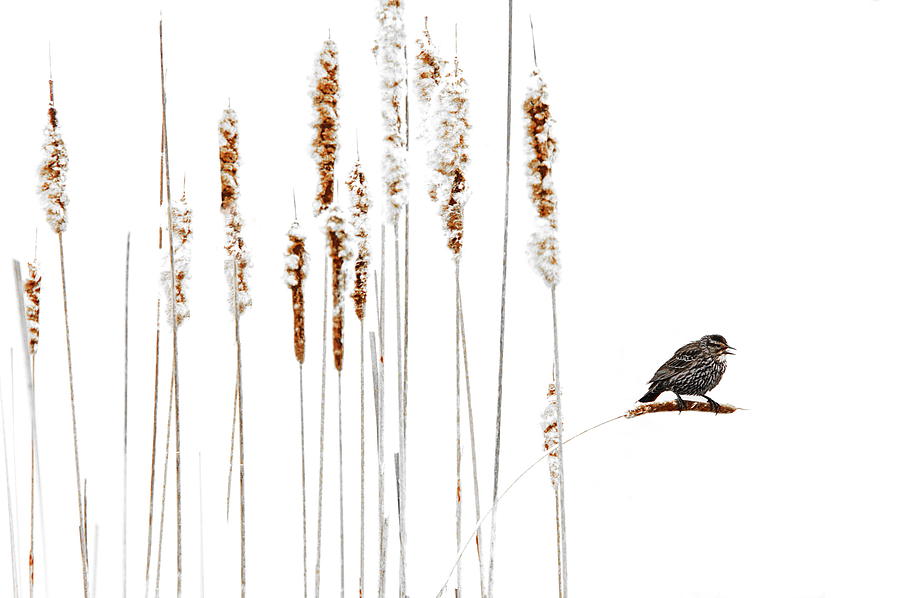 Song Bird Photograph - Winter Came Suddenly by Andrea Kollo