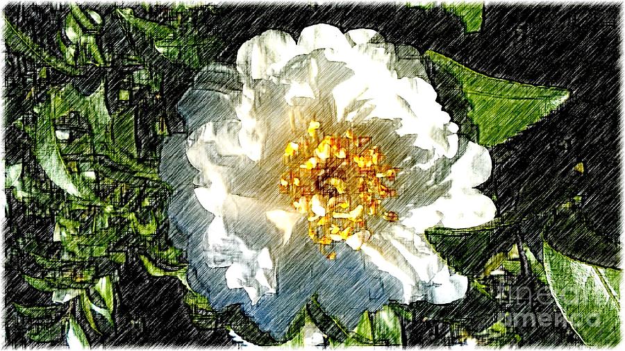Winter Camelia Sketch Photograph by Michael Hoard
