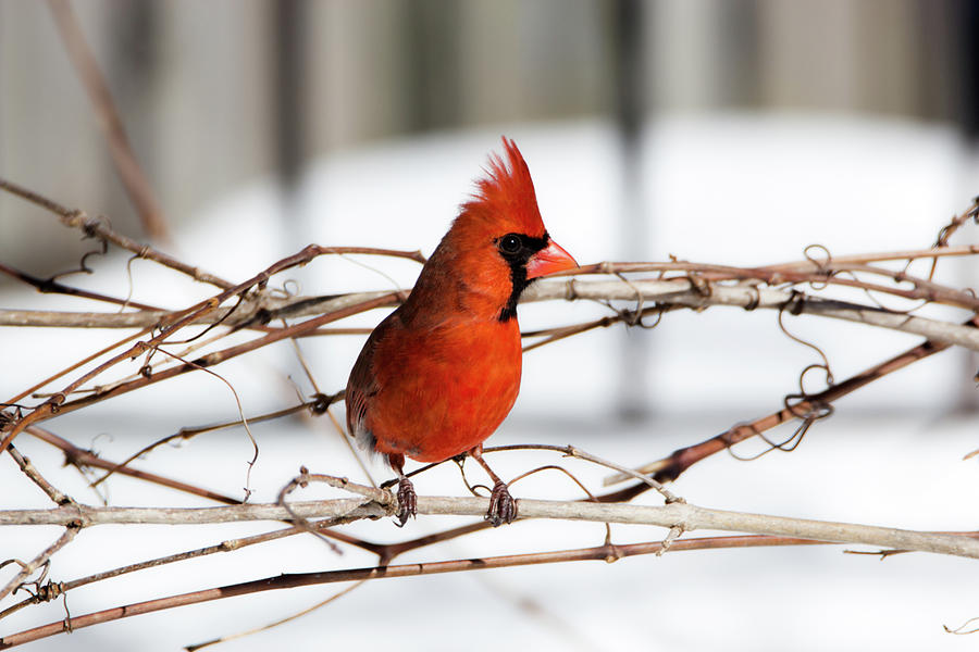 Winter Cardinal 12 Photograph by David Stasiak