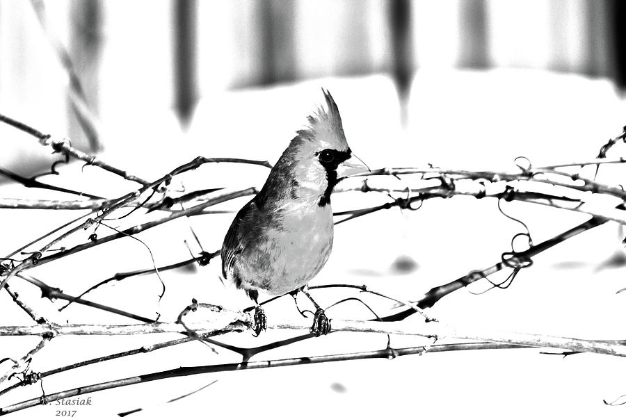 Winter Cardinal 13 Digital Art by David Stasiak