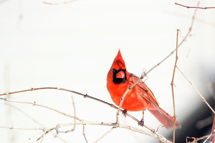 Winter Cardinal 2 Photograph by David Stasiak