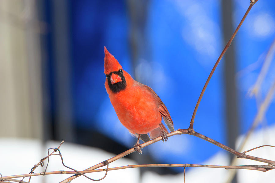 Winter Cardinal 3 Photograph by David Stasiak