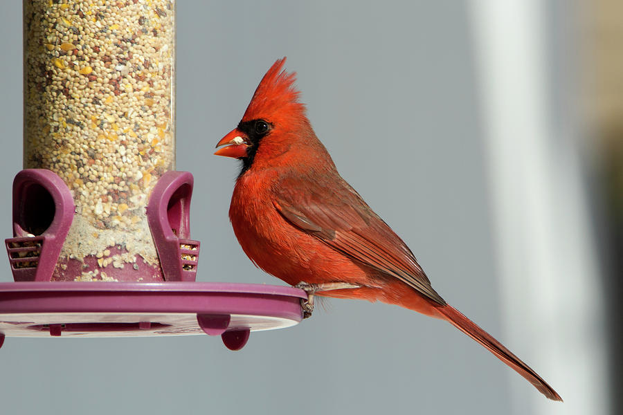 Winter Cardinal 4 Photograph by David Stasiak