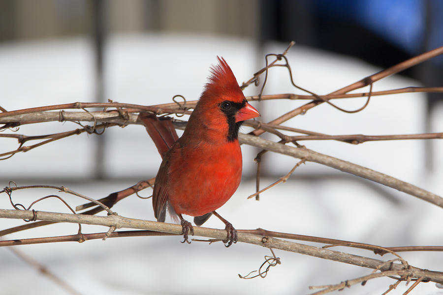 Winter Cardinal 6 Photograph by David Stasiak