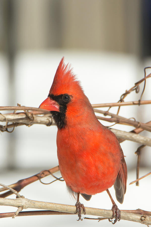 Winter Cardinal 7 Photograph by David Stasiak