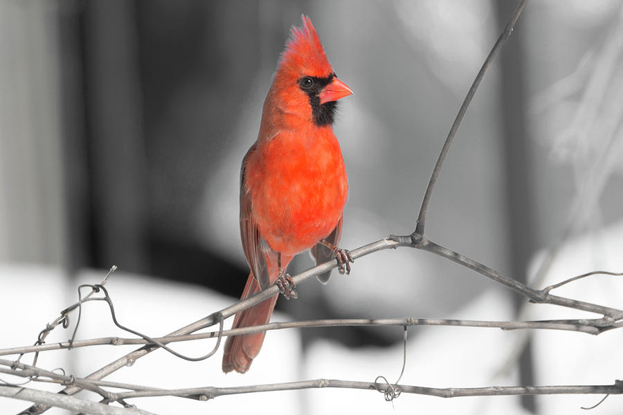 Winter Cardinal 8 Digital Art by David Stasiak