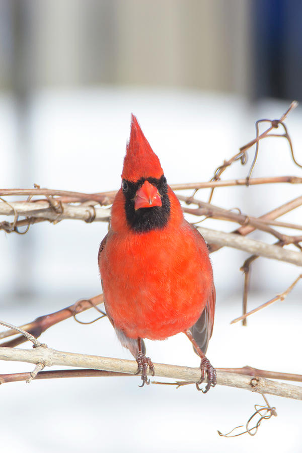 Winter Cardinal 9 Photograph by David Stasiak